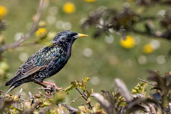 Health Vibes - We rescued 2 baby Starling birds and took them to the Zoo for rehab