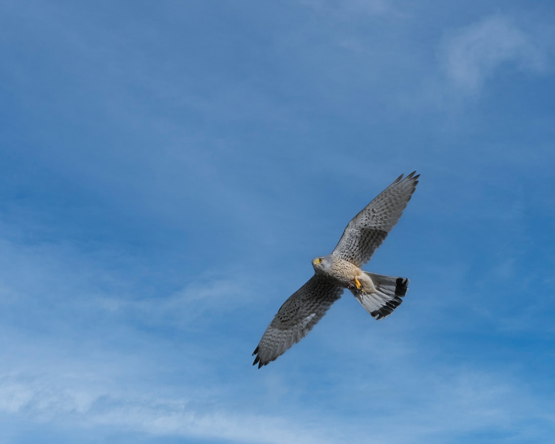 Peregrine Falcon