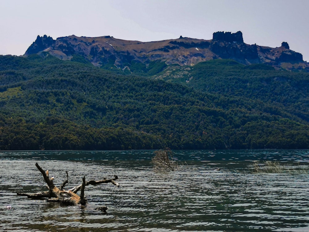 Uno specchio d'acqua con alberi e montagne sullo sfondo