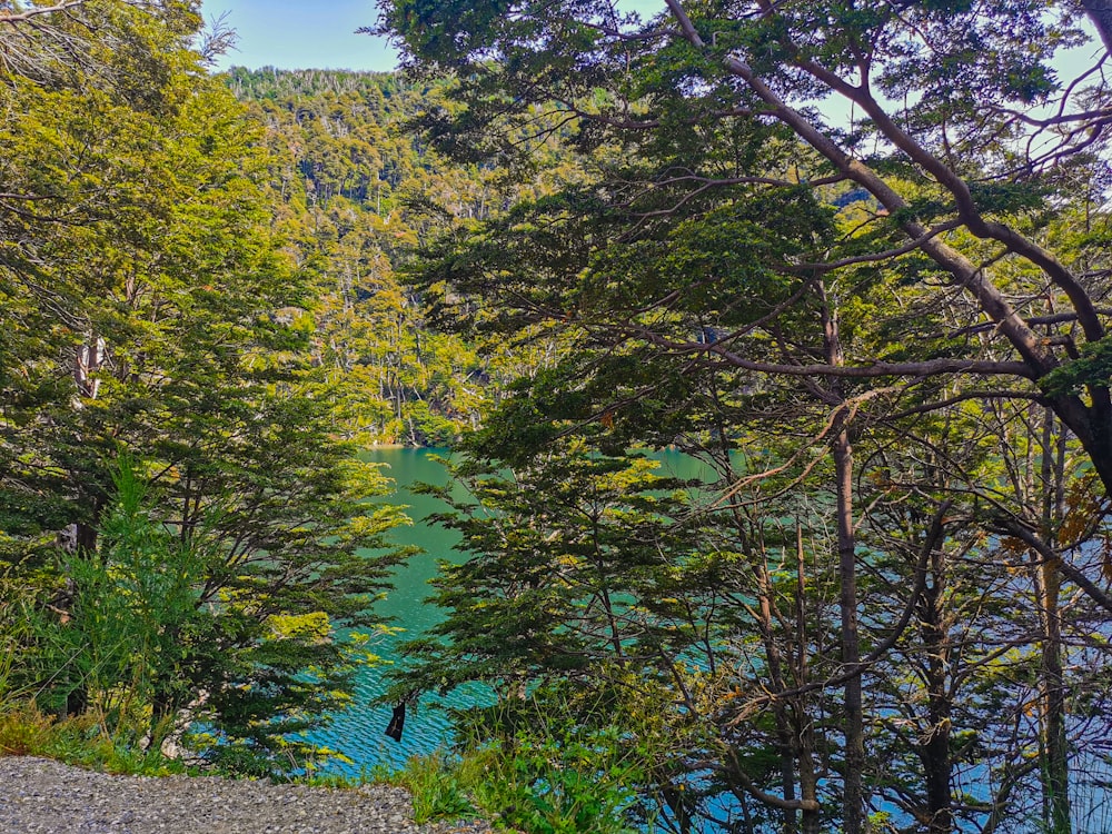 a body of water surrounded by trees