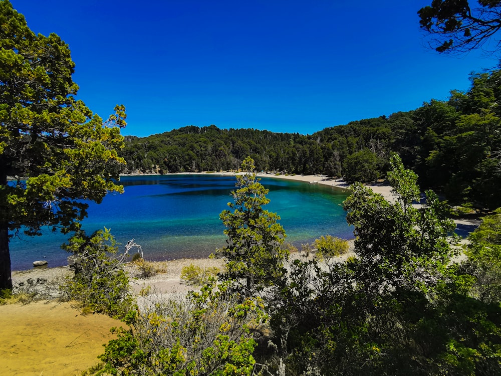 a body of water surrounded by trees