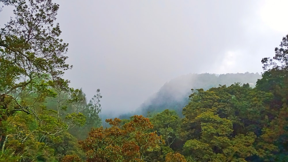 uma floresta com nevoeiro