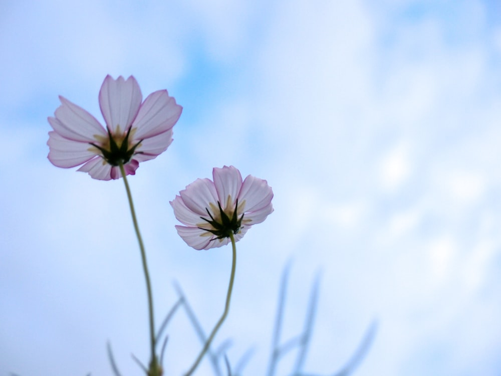 a group of pink flowers