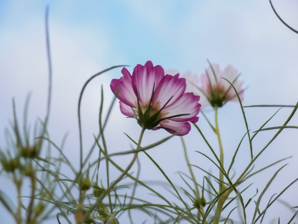 a couple pink flowers