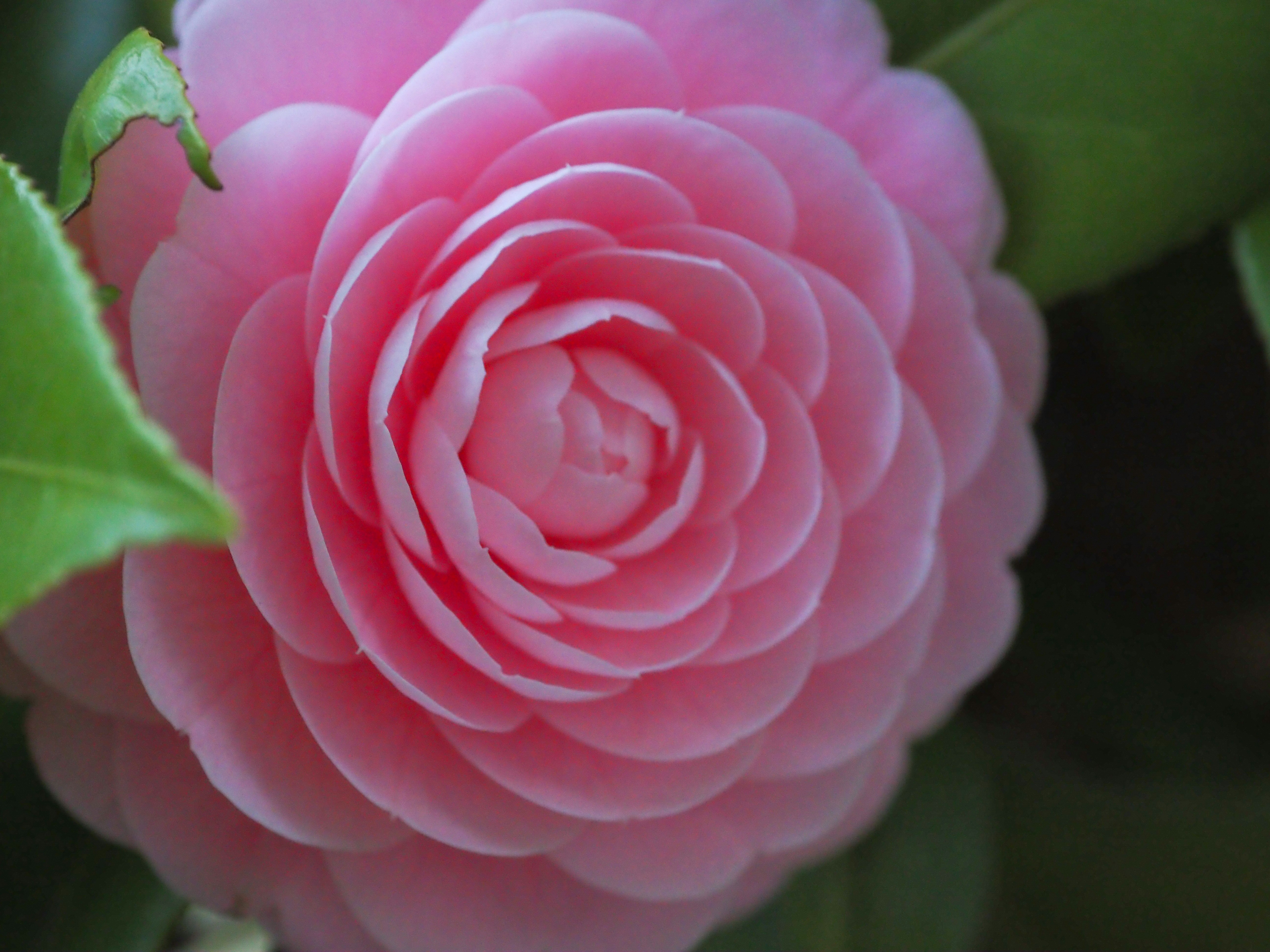 Photo by kokeshi_of_doom