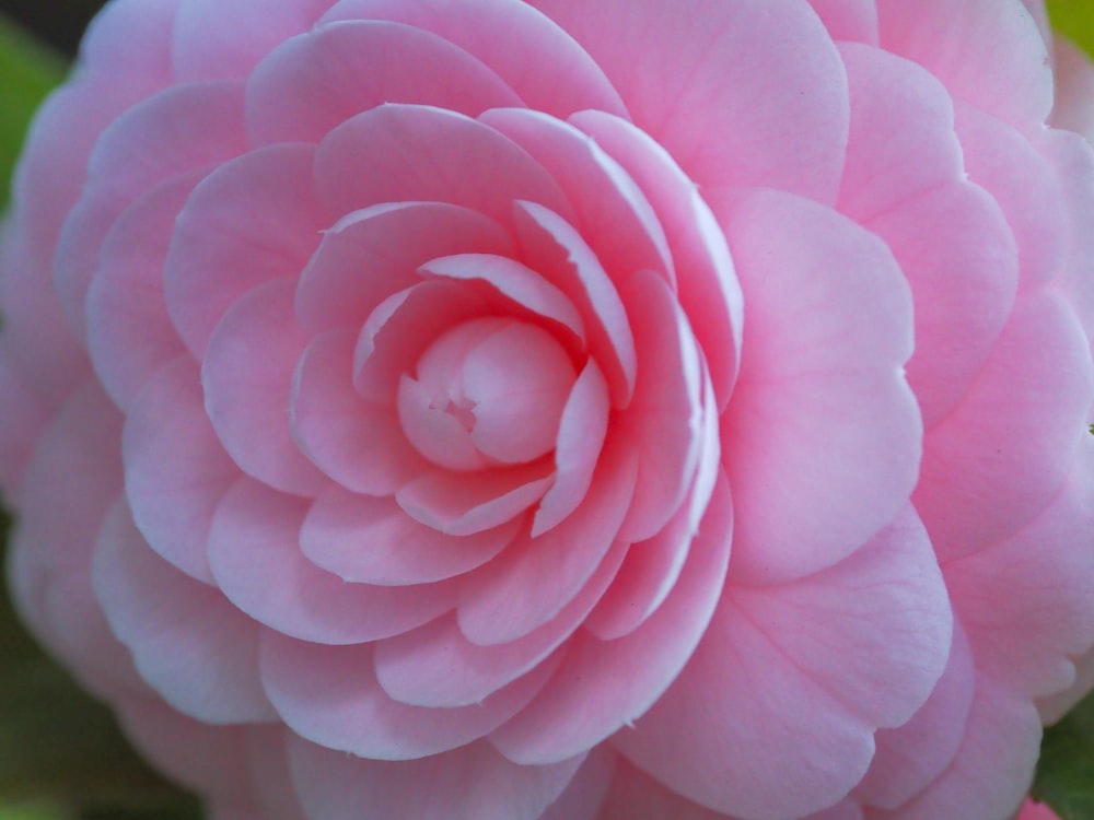 a close up of a pink flower