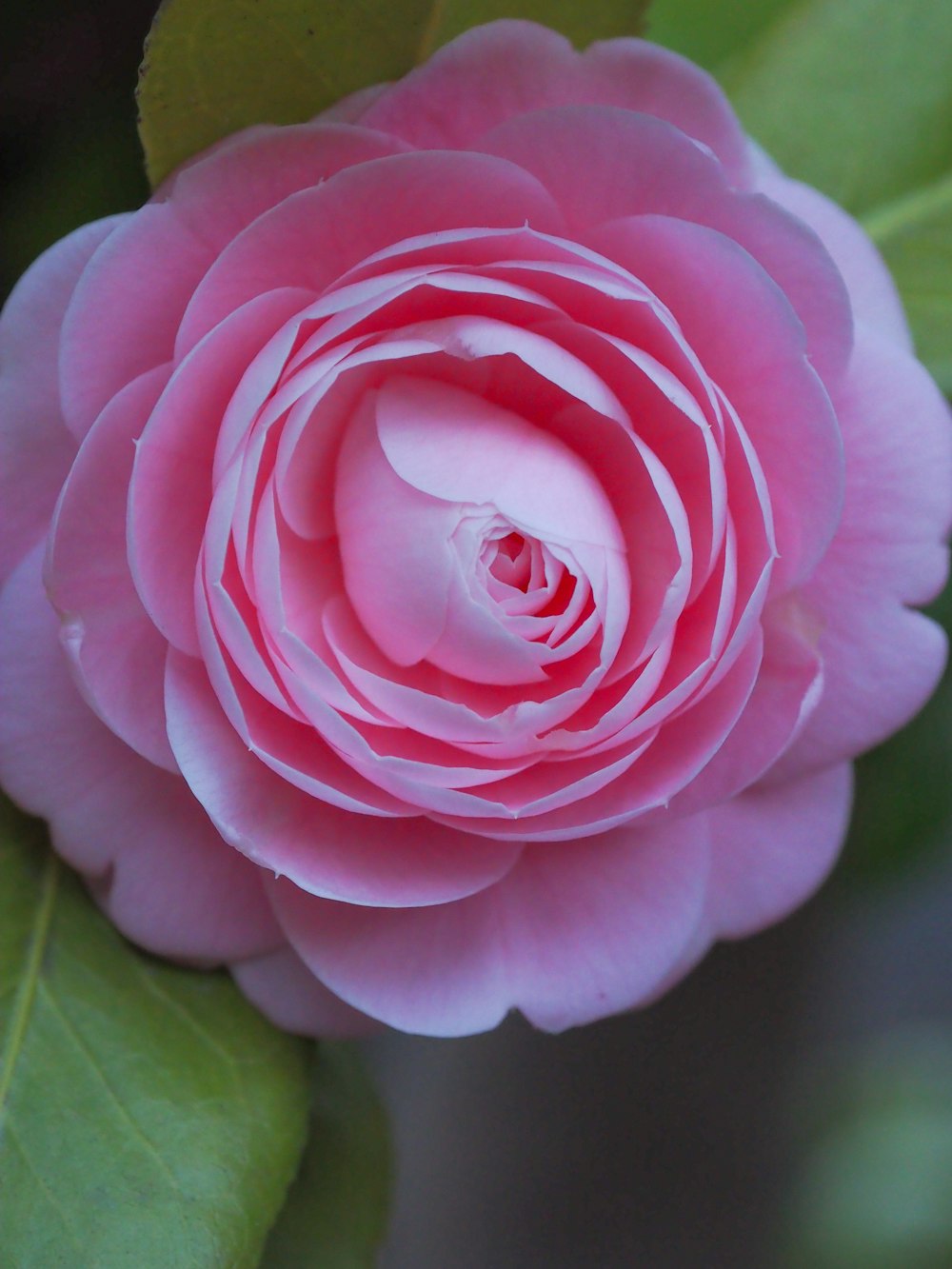 a pink rose with a green stem