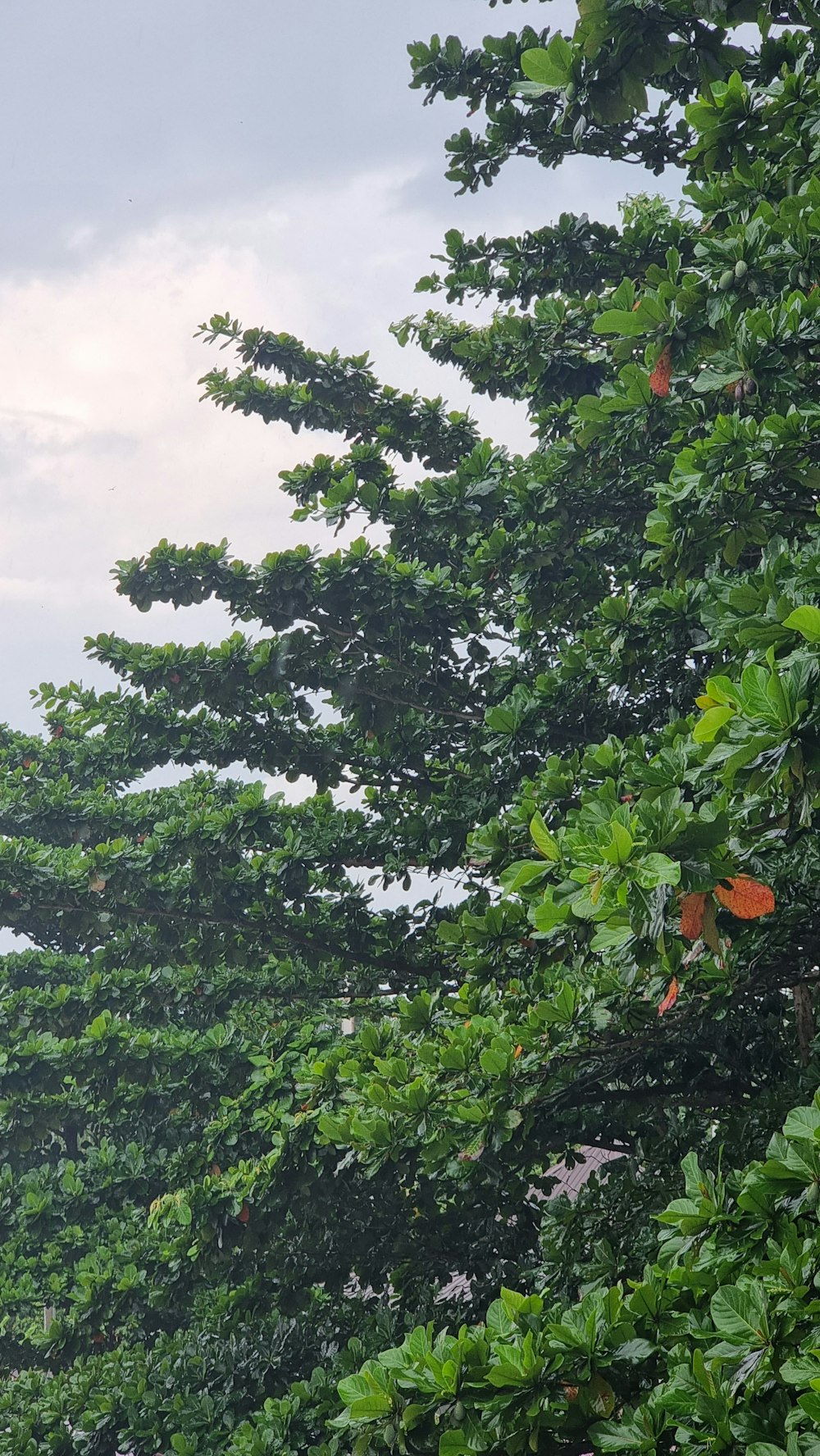 a tree with leaves