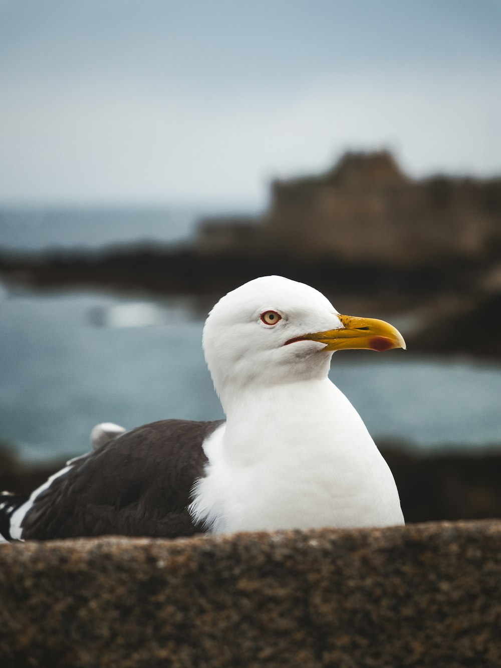 a seagull sitting on a rock