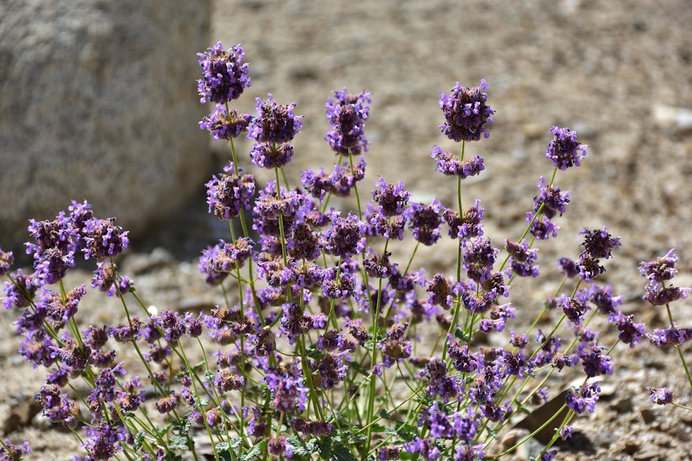 a field of purple flowers