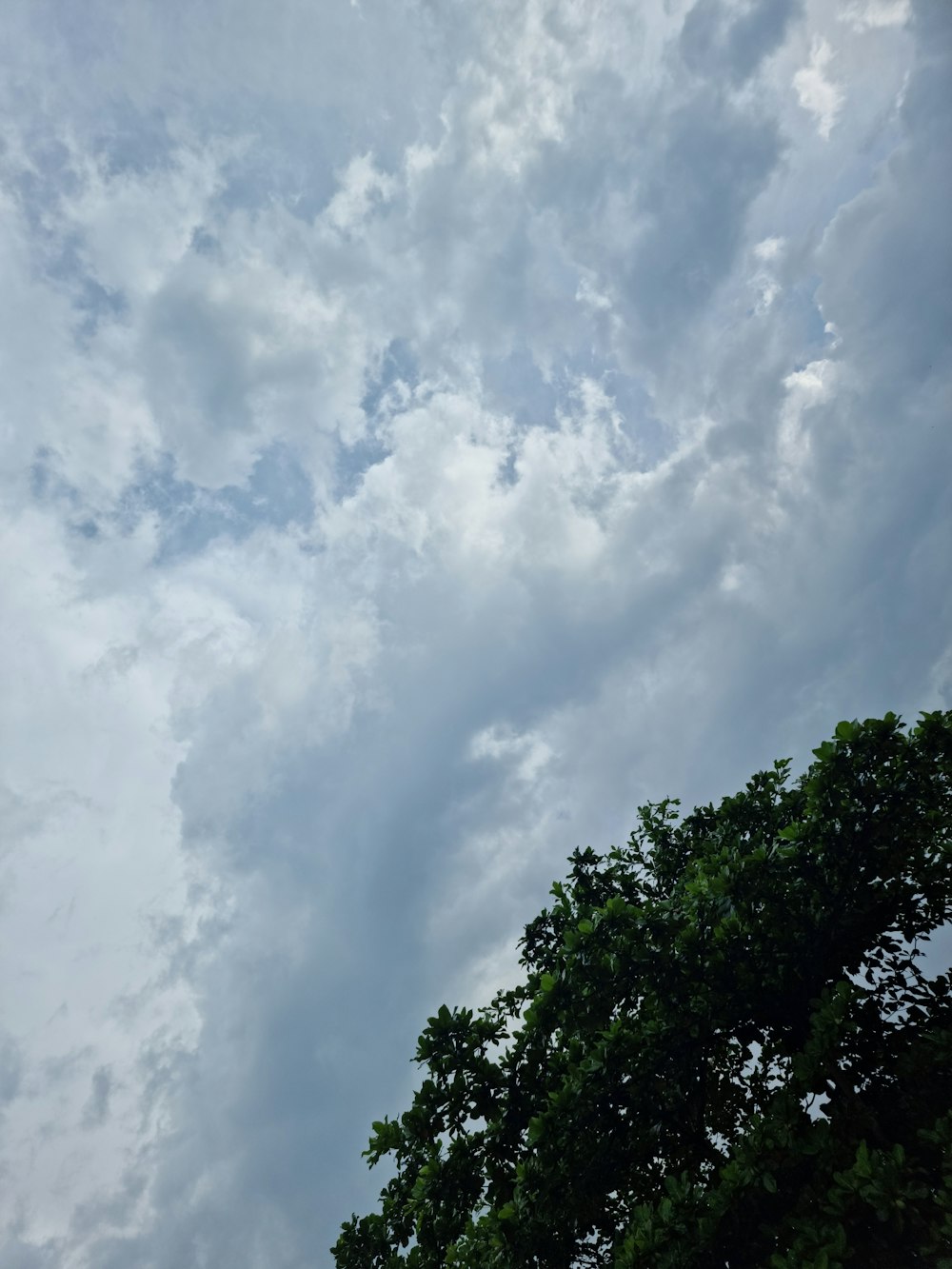 a tree under a cloudy sky
