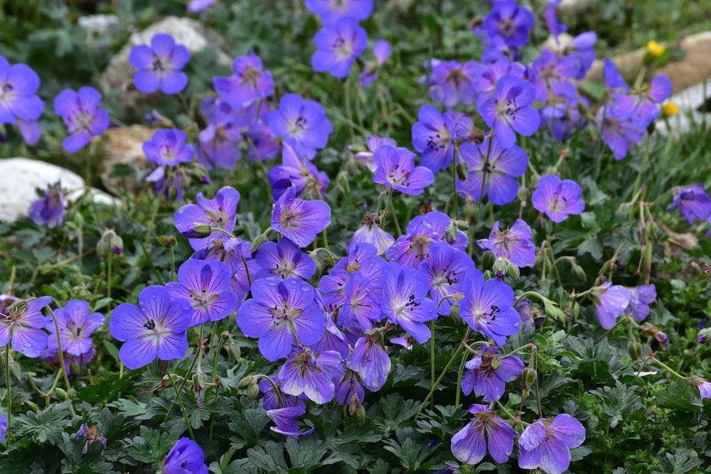 a group of purple flowers with Hulda Klager Lilac Gardens in the background