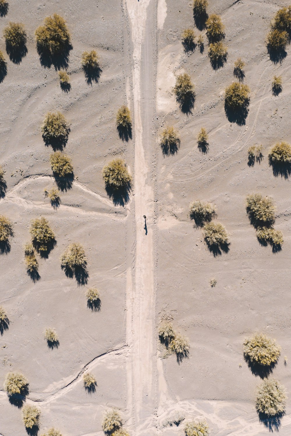 a group of trees in a desert