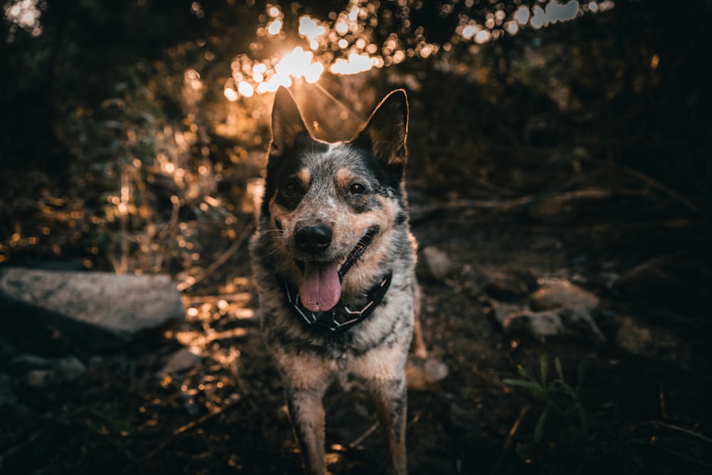 a dog looking at the camera