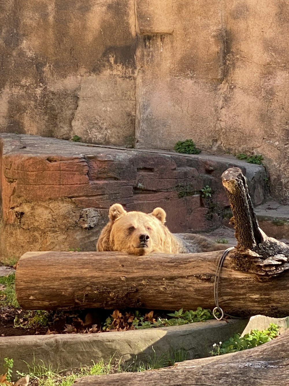 a bear lying on a log
