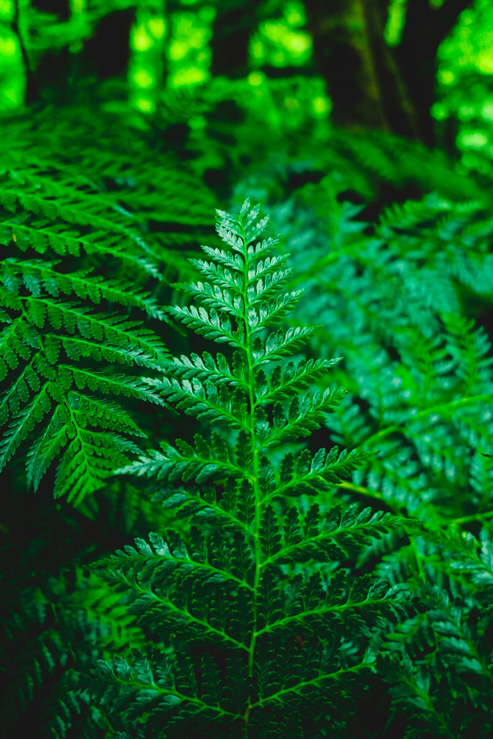 a close-up of a green plant