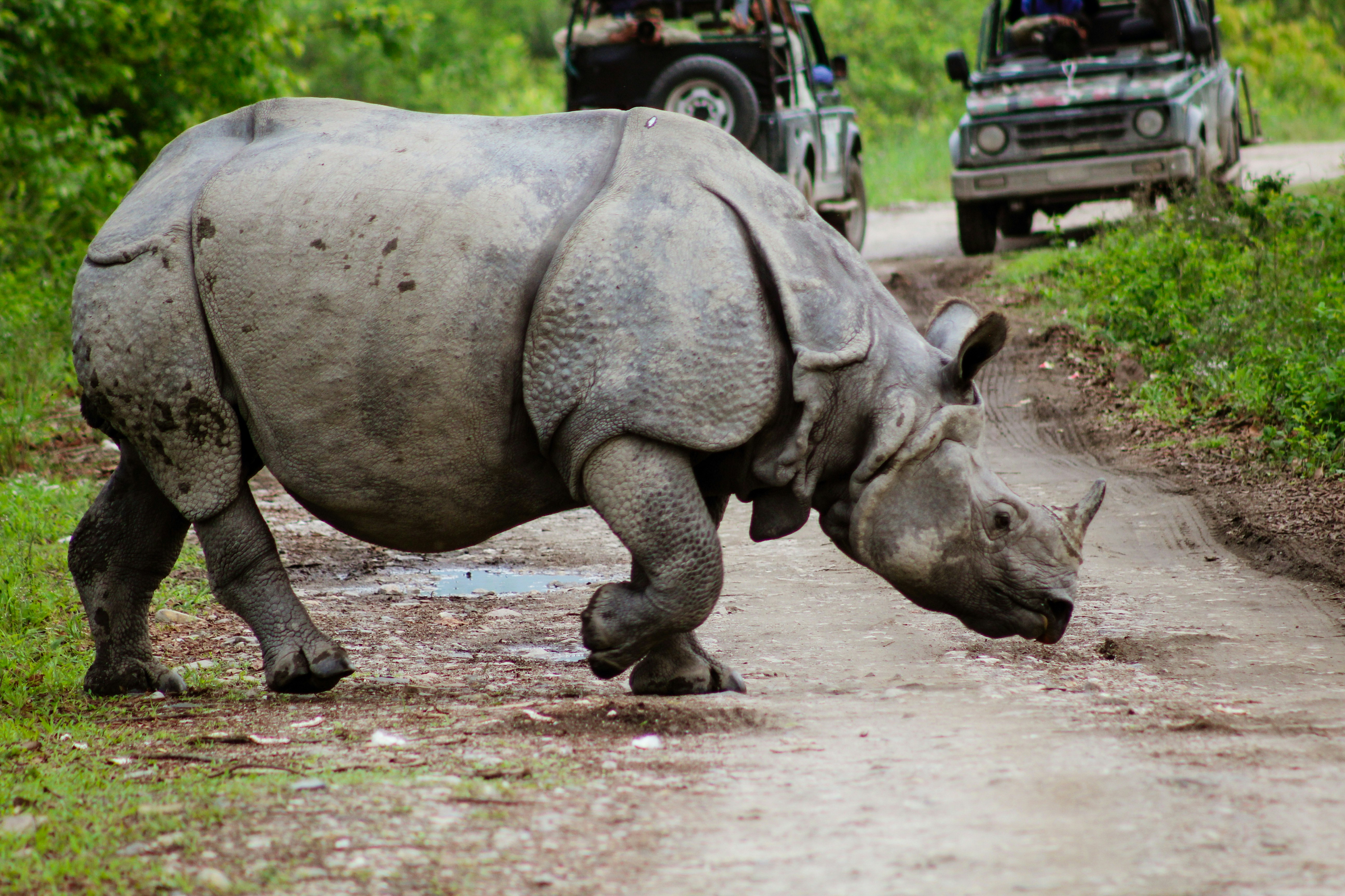 Kaziranga National Park, Assam – Home of the One-Horned Rhino
