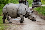 a rhino walking on a road