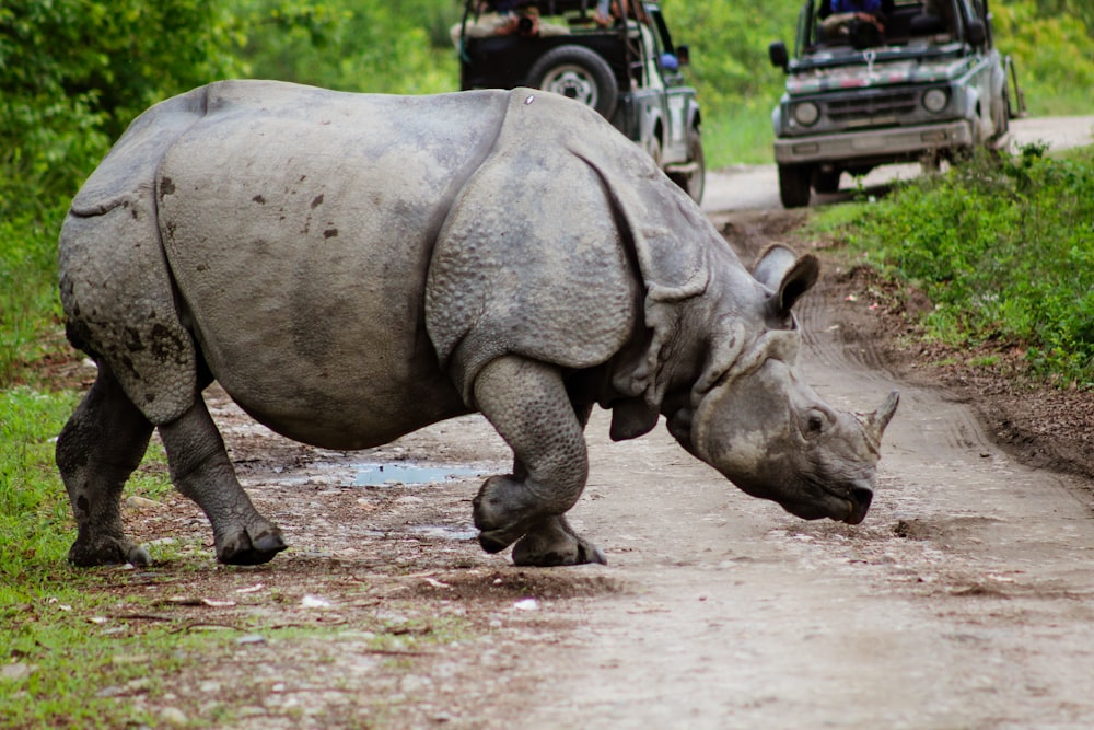 a rhino walking on a road