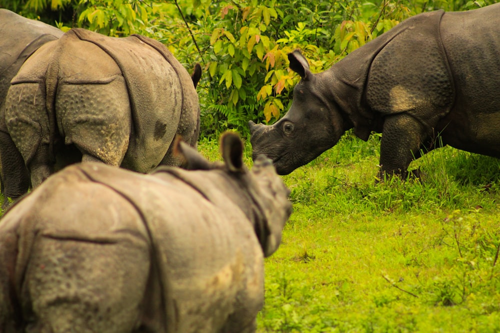 a group of rhinoceros in a grassy field