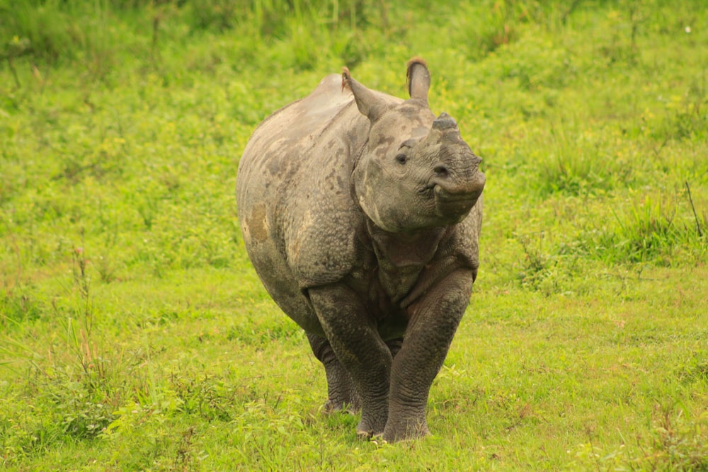 a rhinoceros walking in a grassy field