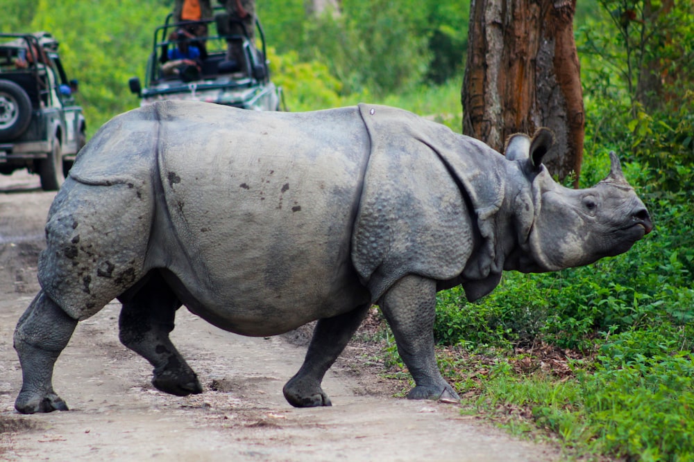 a rhino walking on a dirt road