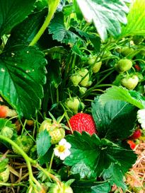 a strawberry growing on a plant