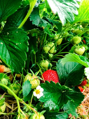 a strawberry growing on a plant