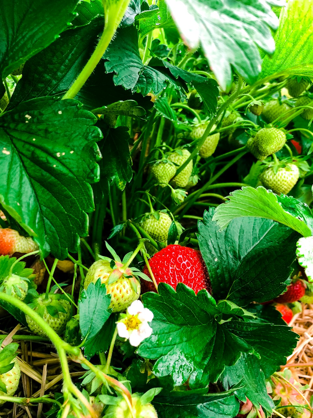 a strawberry growing on a plant