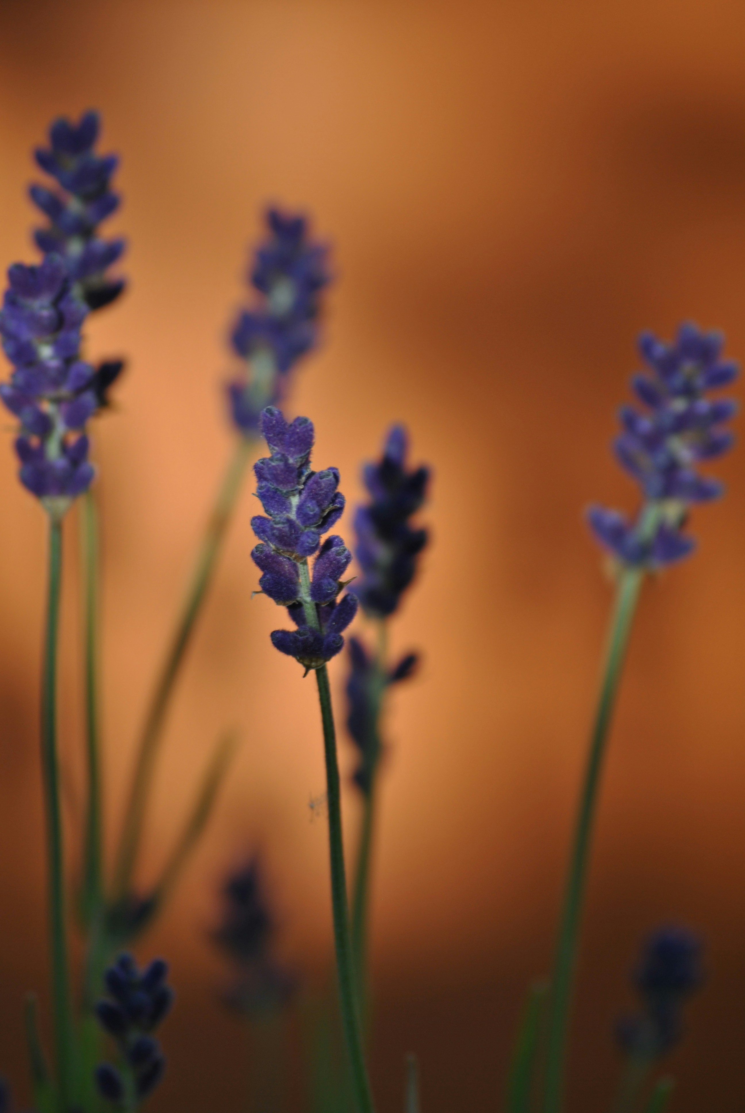 a close up of purple flowers