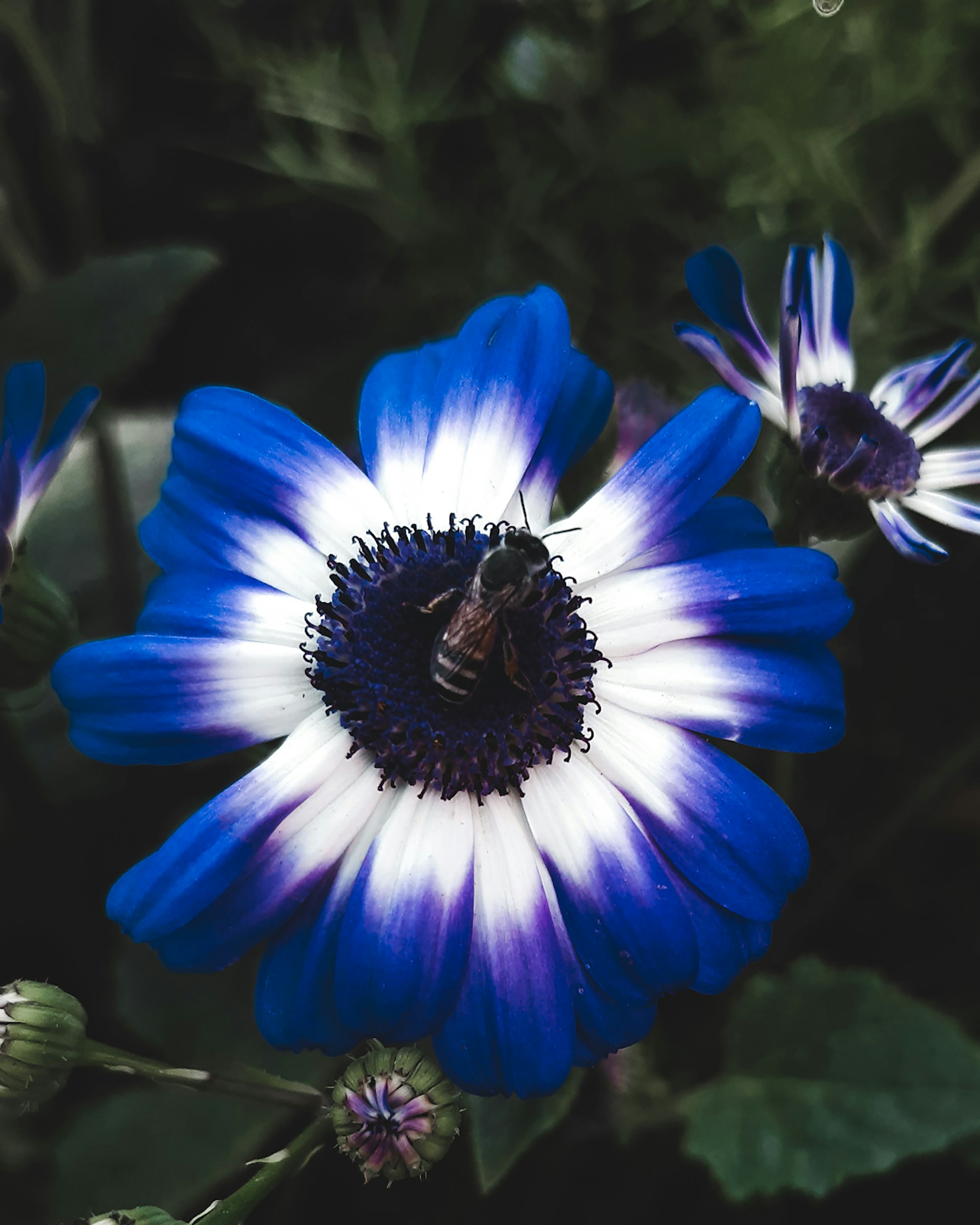 a close up of a flower