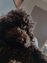Close-up of a poodle’s perfectly rounded haircut with a pink bow.