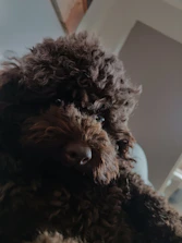 Close-up of a curly poodle freshly trimmed in a breed-specific style with soft lighting.