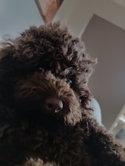 A close-up of a fluffy brown poodle with curly fur, looking directly at the camera. The background is blurred with shades of gray and beige.