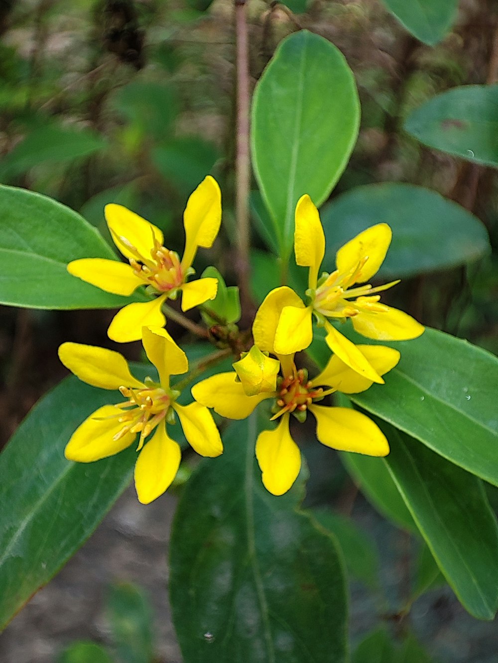 a close-up of a flower