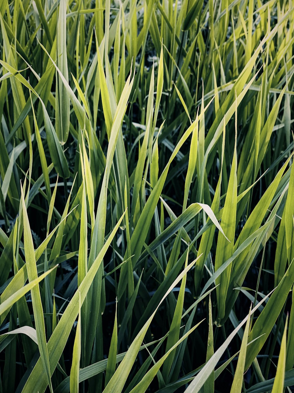 a close-up of some grass