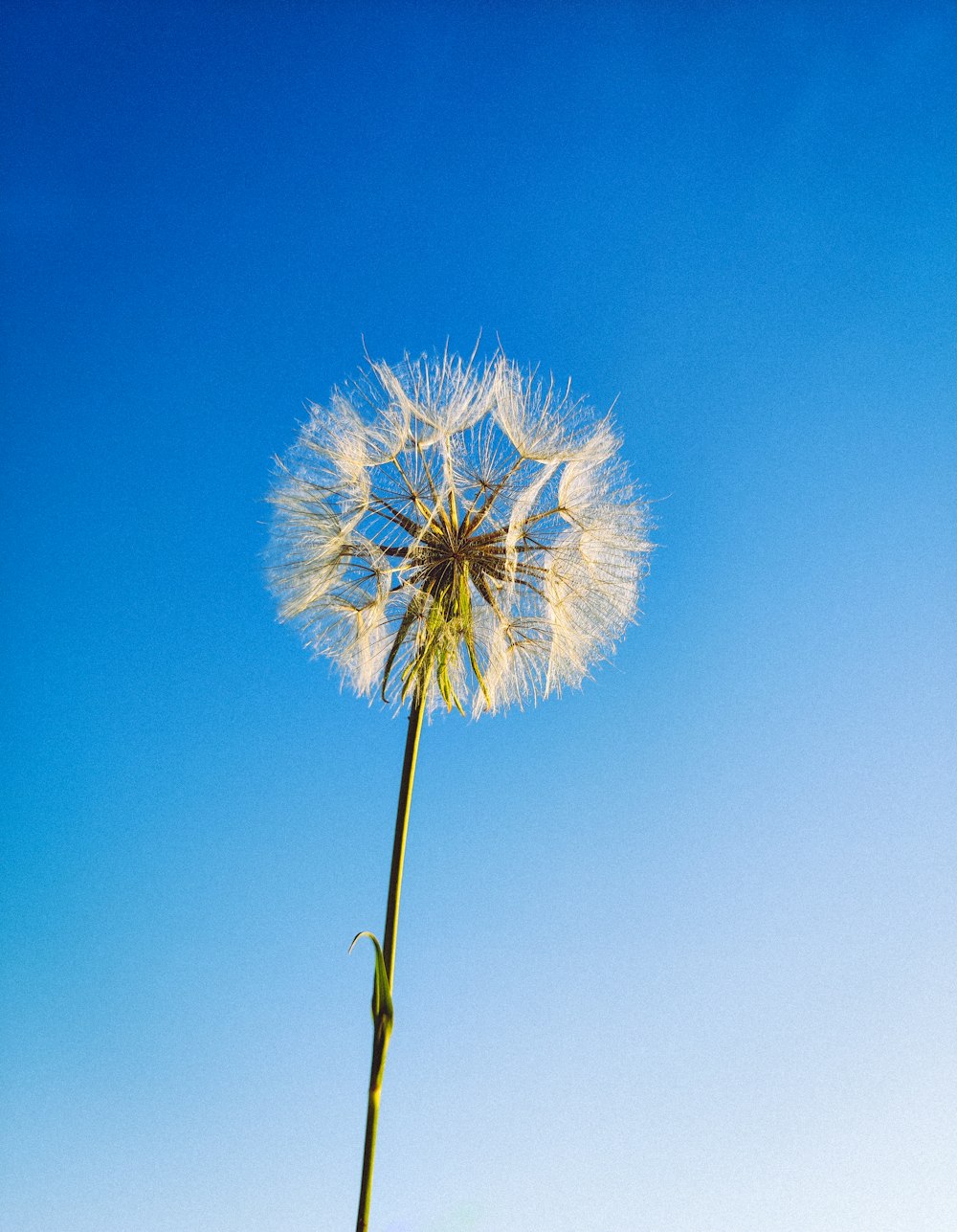 a dandelion flower against a blue sky