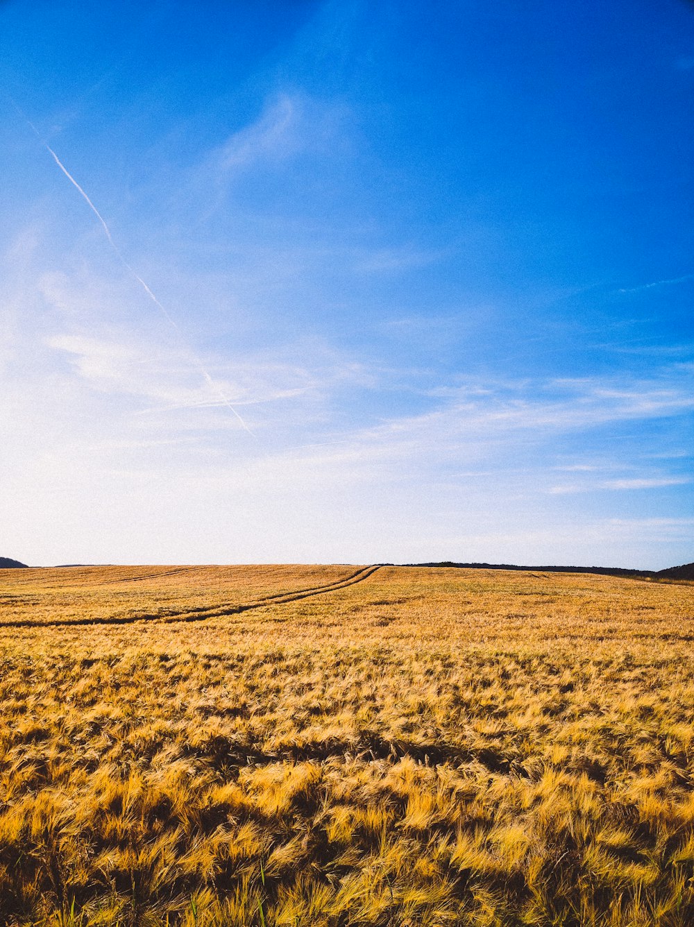 a field of yellow flowers