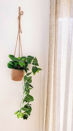 a plant in a pot