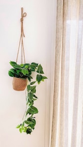 Green Plant Hanger