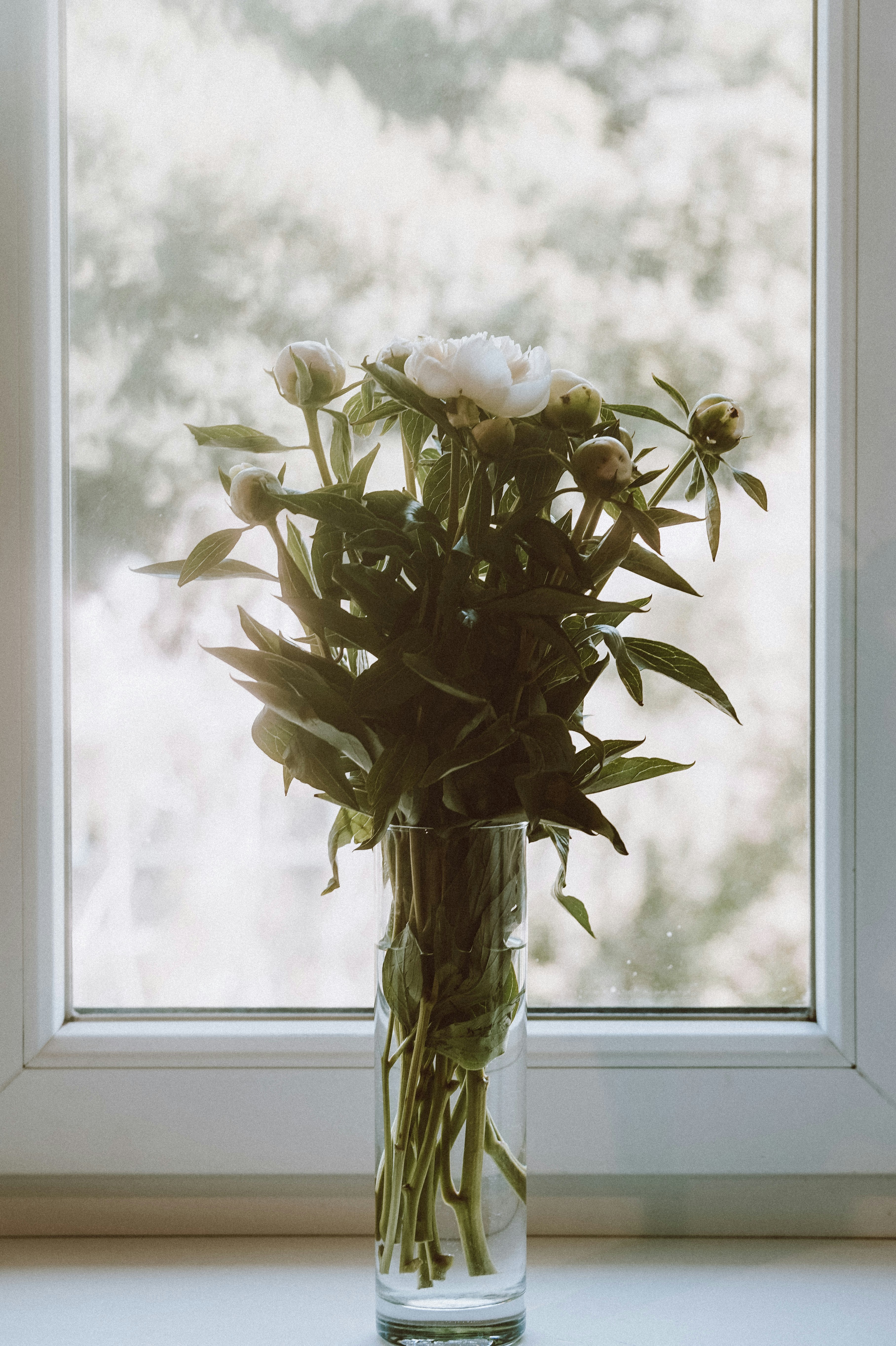 eine Vase mit weißen Blumen