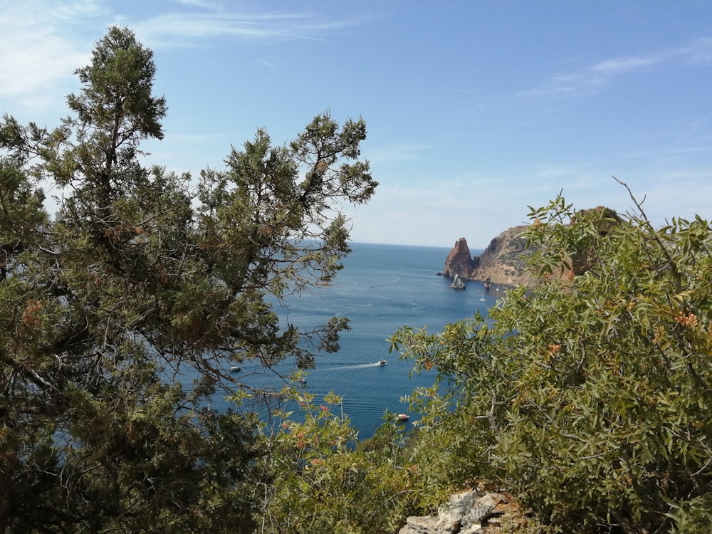 a body of water with trees around it