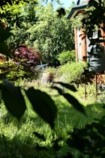 A rainwater harvesting system with barrels and drip irrigation in a garden.