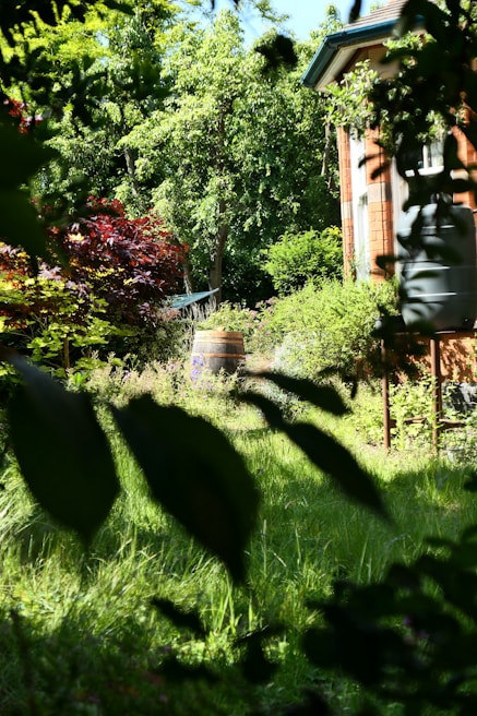 A rainwater harvesting system with barrels collecting water from a rustic cabin's roof on a bright day.