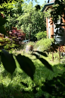 A lush garden scene with vibrant green foliage, a wooden barrel placed among the plants, and a glimpse of a red brick house with a visible rain barrel. The sunlight filters through the leaves, creating a dappled effect on the grass.