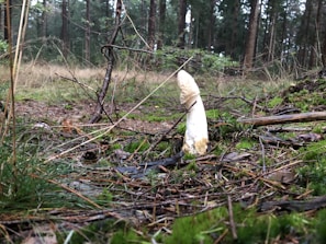 A white mushroom is growing on a forest floor surrounded by tall trees. The ground is covered with green moss, fallen branches, and dried leaves. The atmosphere appears damp and slightly overcast, typical of a woodland setting.