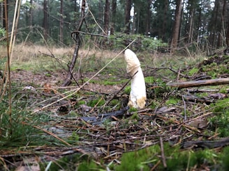 A white mushroom is growing on a forest floor surrounded by tall trees. The ground is covered with green moss, fallen branches, and dried leaves. The atmosphere appears damp and slightly overcast, typical of a woodland setting.