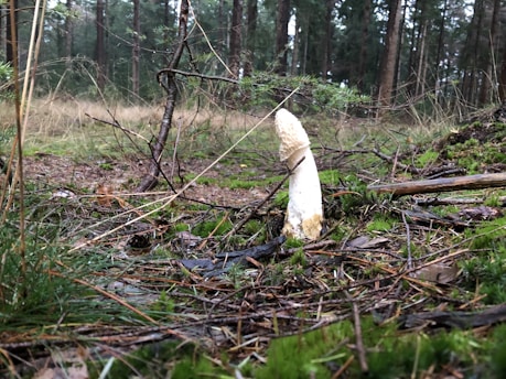 A white mushroom is growing on a forest floor surrounded by tall trees. The ground is covered with green moss, fallen branches, and dried leaves. The atmosphere appears damp and slightly overcast, typical of a woodland setting.