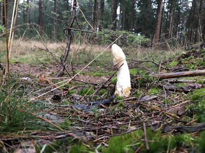 A white mushroom is growing on a forest floor surrounded by tall trees. The ground is covered with green moss, fallen branches, and dried leaves. The atmosphere appears damp and slightly overcast, typical of a woodland setting.