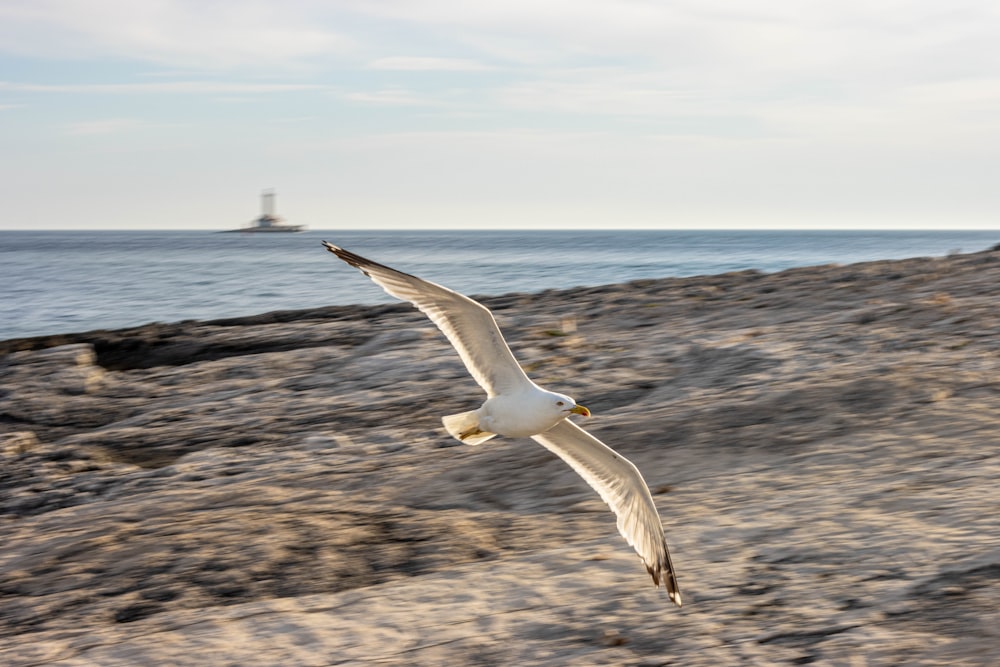 a seagull flying over a beach